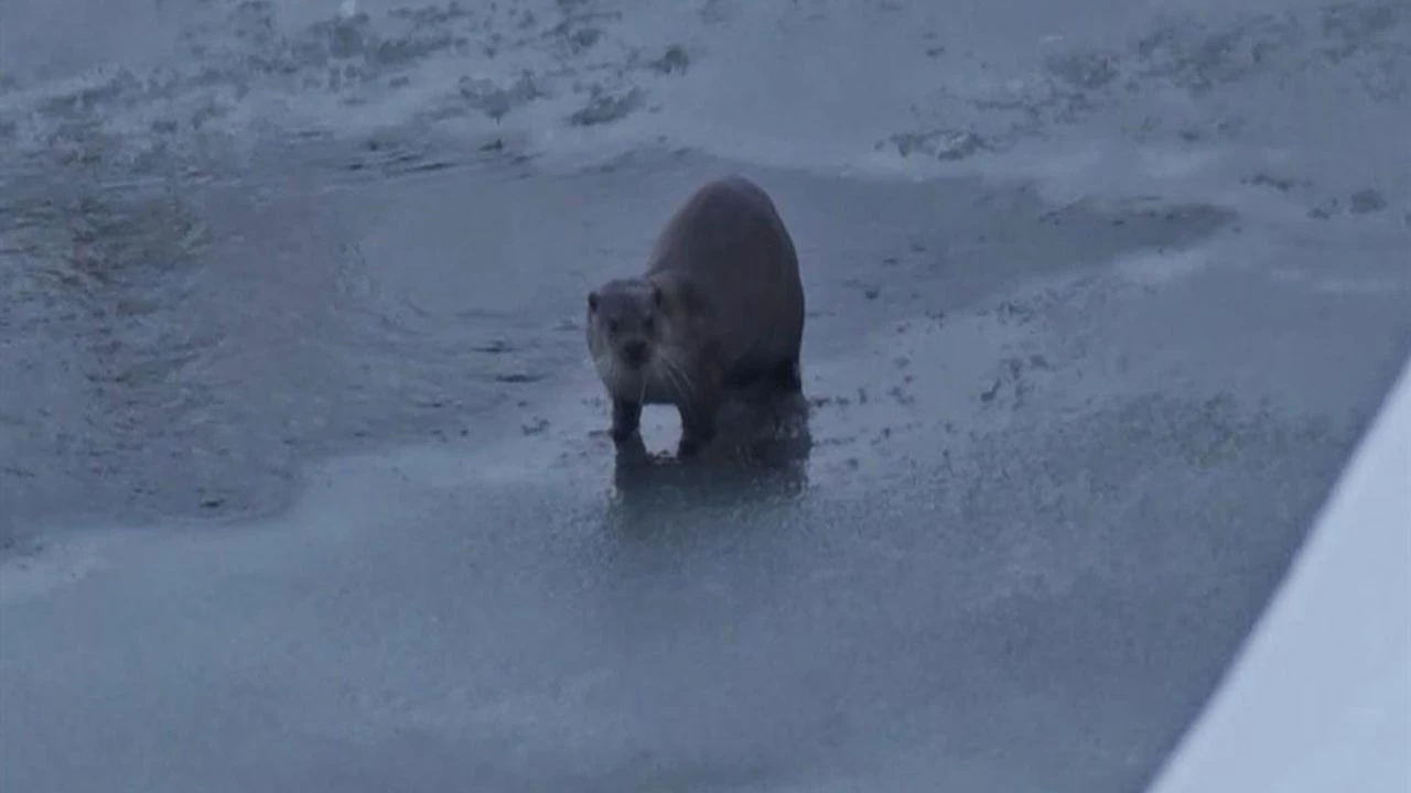 Yüksekova’da su samuru görüntülendi