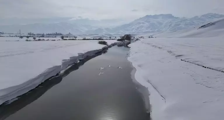 Yüksekova'da ördekler, yüzeyi kısmen buz tutan derede yüzdü