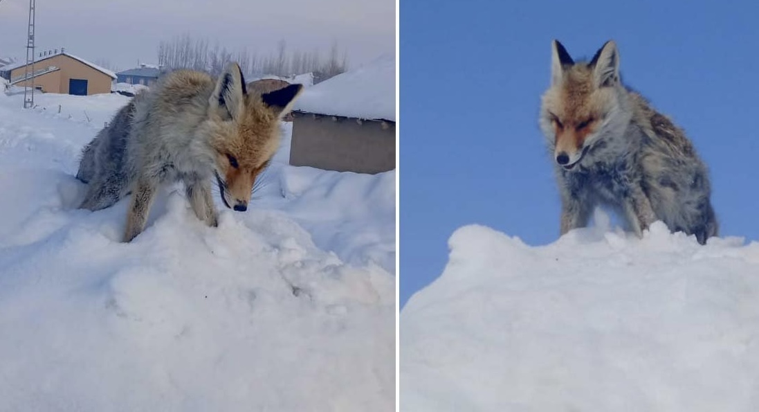 Dondurucu soğuklar tilkiyi ayakta canından etti