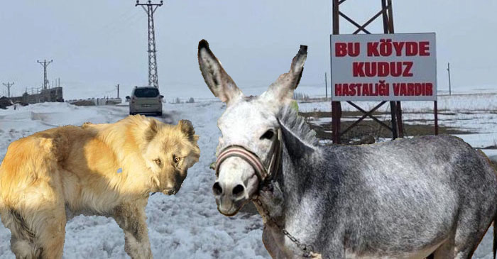 Hakkari'de Kuduz Alarmı: Köy Karantinaya Alındı