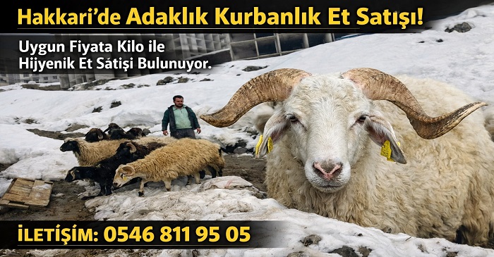 Hakkâri’de Yetiştiriciden Uygun Fiyatlı Adaklık ve Et Satışı