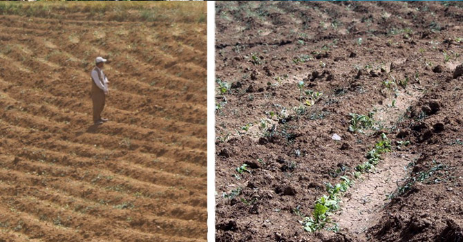 Yüksekova'da tarlaları dolu vurdu, çiftçi mağdur oldu