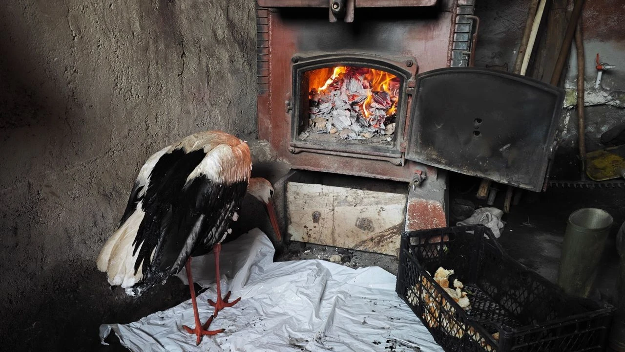 Hakkari'de Kanatları donan leyleği kurtardı