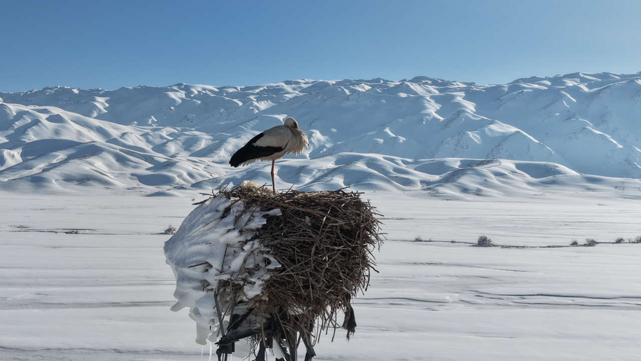 Hakkari’de Leylek böyle görüntülendi