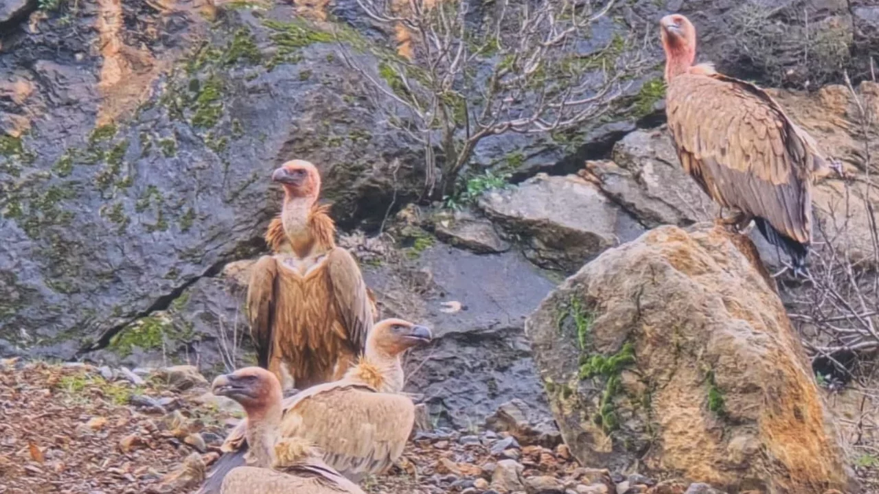 Çukurca’da Akbaba Sürüsü Görüntülendi