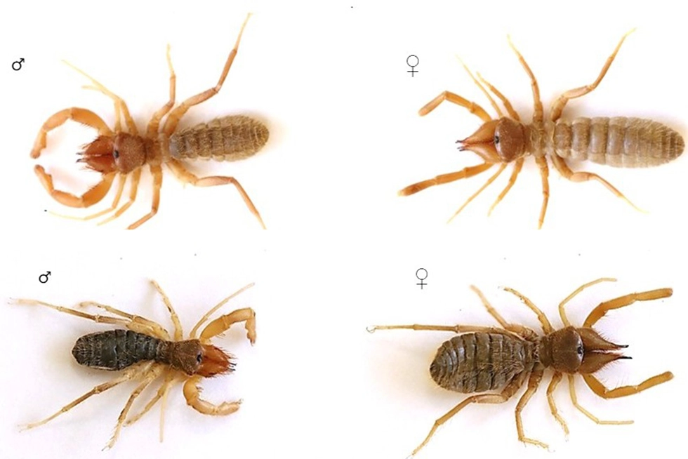 Hakkari'den bilim dünyasına katkı: 2 yeni tür keşfedildi