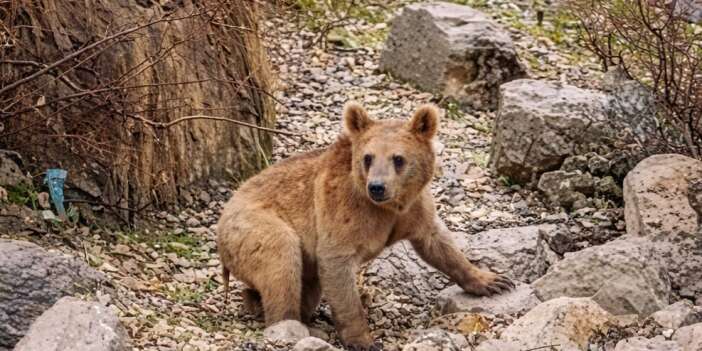 Çukurca'da Kış uykusundan uyanan ayılar mahalleye indi (VİDEO)