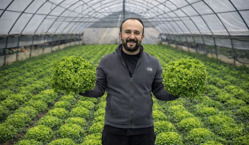 Çukurca seralarında hasat zaman!