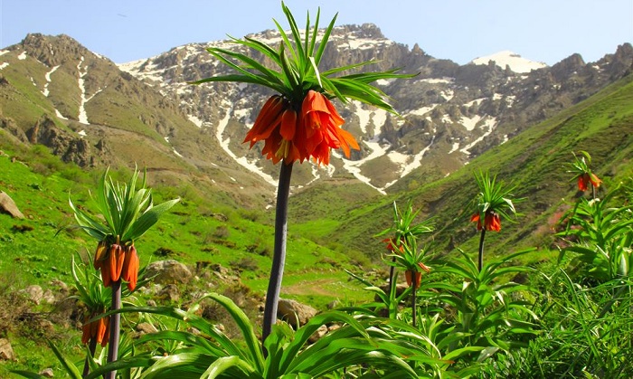 Hakkari’de Ters Laleler Açtı: Koparmanın Cezasıda belli oldu!