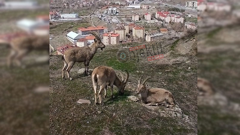 Hakkari’de Doğal Yaşam Şehre İndi