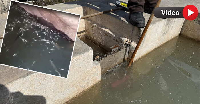 Hakkari'de Proje Felaketi: Binlerce Balık Telef Oldu