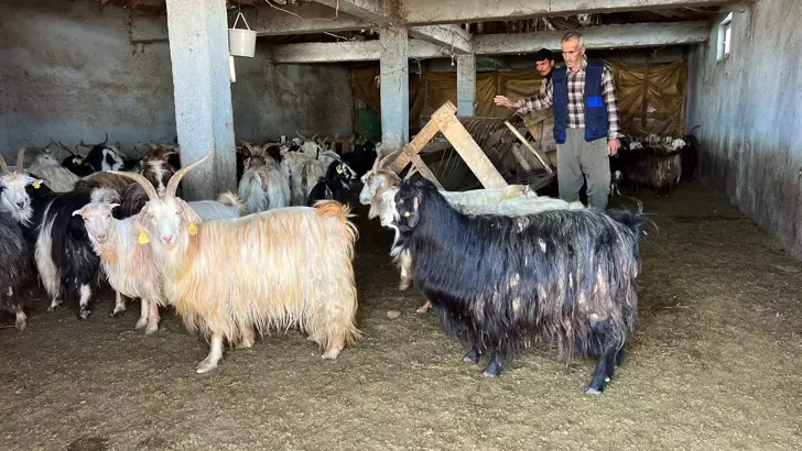 Hakkari'de kar besicileri zorluyor; hayvanlar meraya çıkamadı
