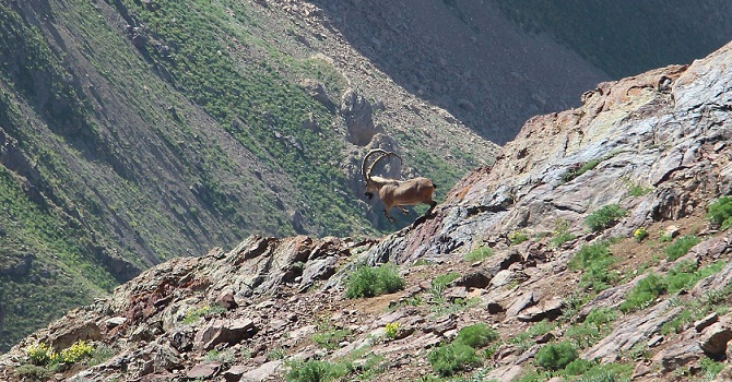 Hakkari'de Dağcılar Dağ Keçisi ve Ayı Görüntüledi