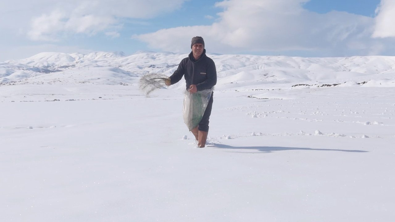 Hakkari’de karla kaplı tarlaya yonca ekti