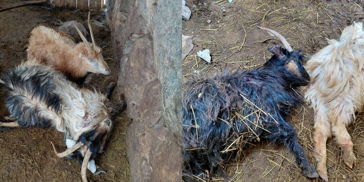 Hakkari’de Kurt Saldırısı: 12 Keçiyi Telef Etti (VİDEO)