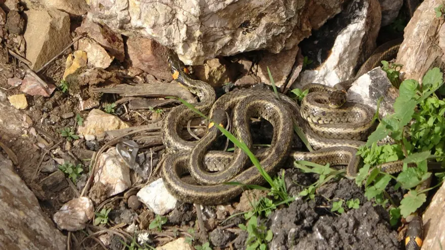 Hakkari’de Doğa Canlandı: Yılanlar Sürü Halinde Görüldü