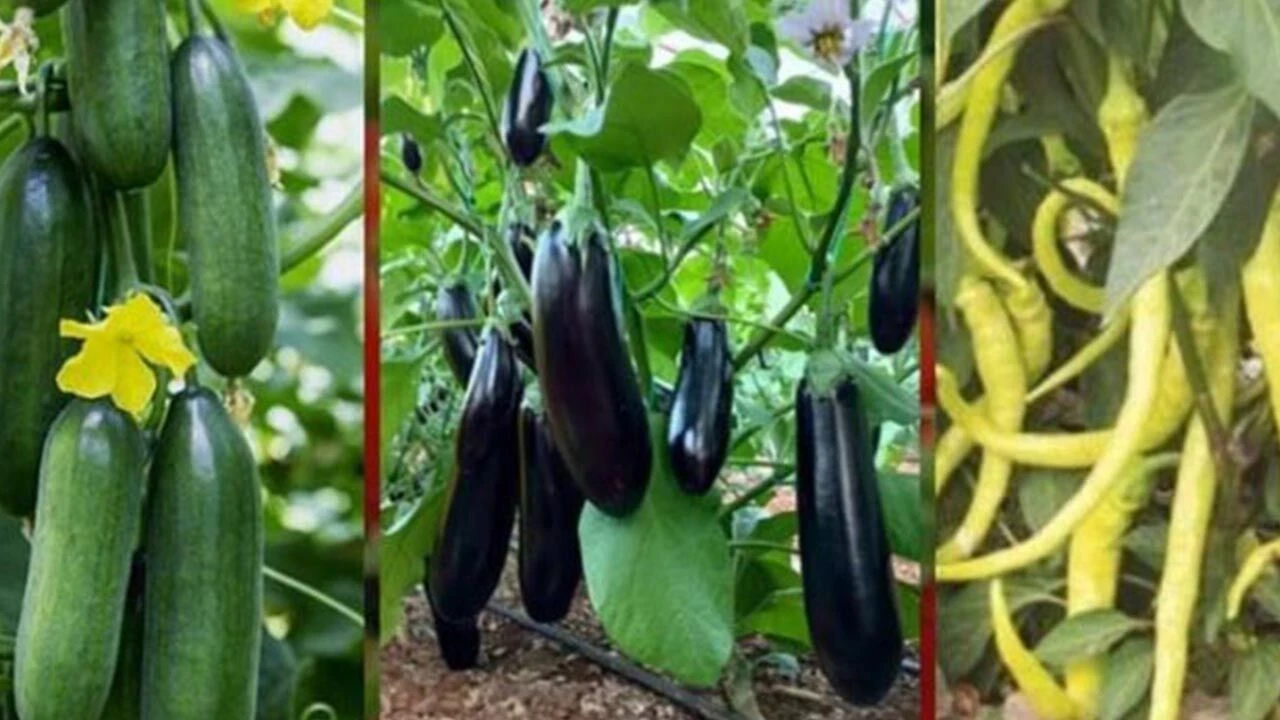 Hakkâri’de fide desteği başvuruları başladı