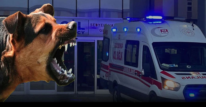 Van'da acı Olay: Köpek saldırısında hayatını kaybetti