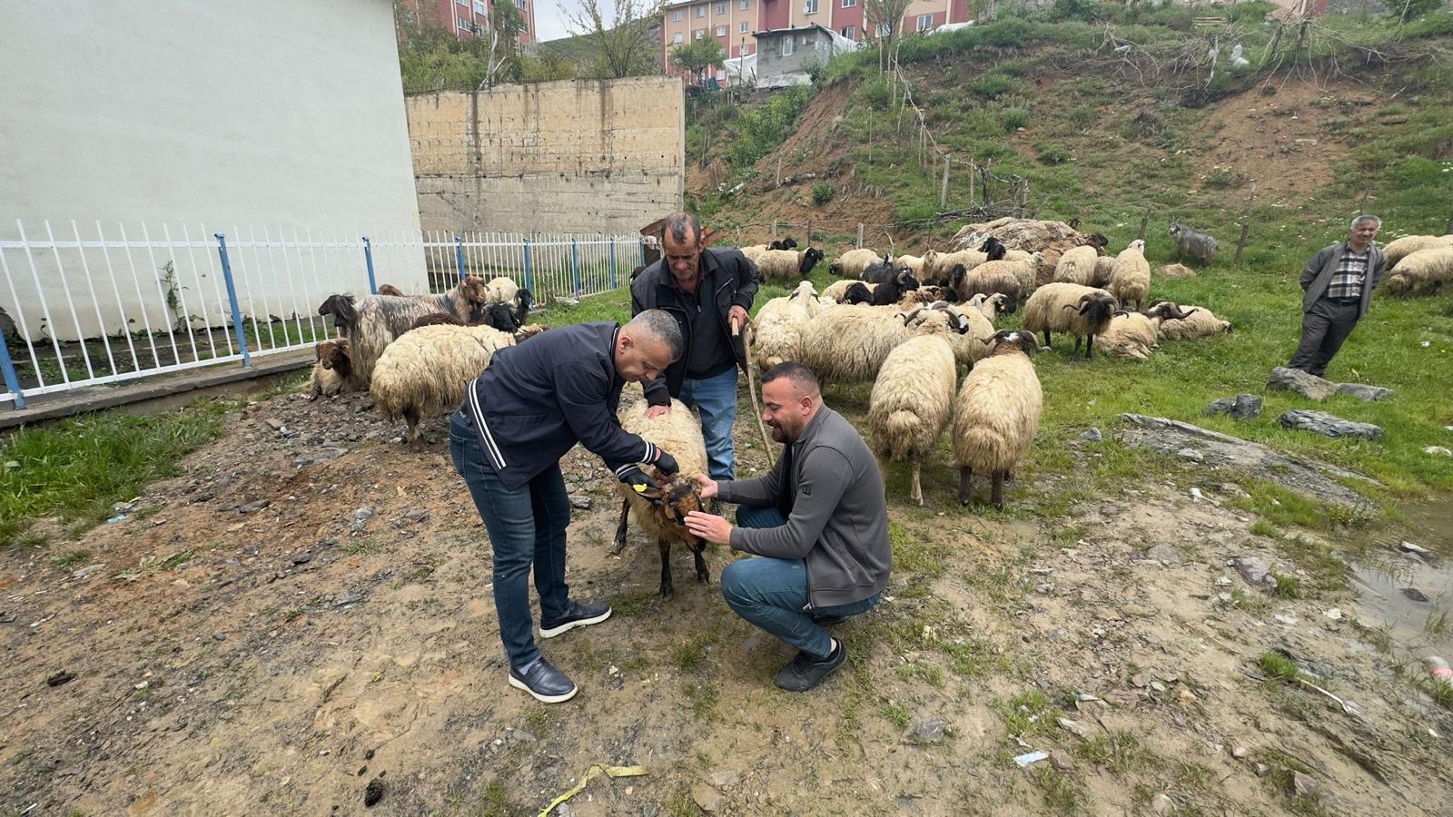Hakkari’de kurbanlıklara sağlık denetimi!