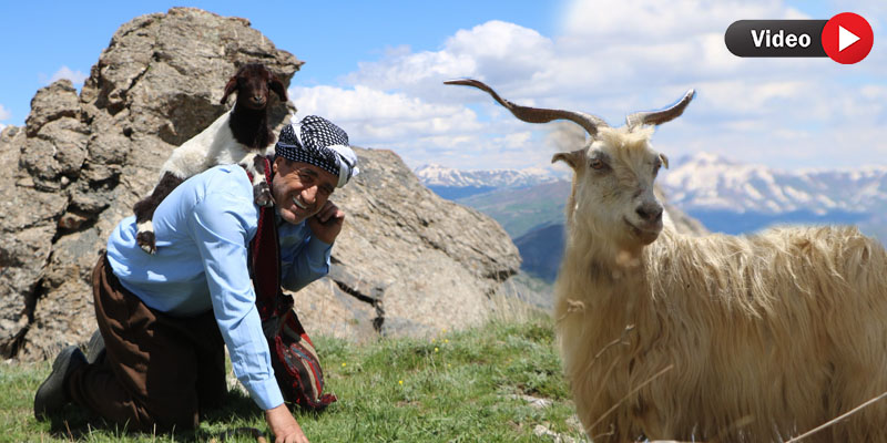 “Korona Var Öpme”nin ardından şimdi de ‘Hantavirüs’ klibi