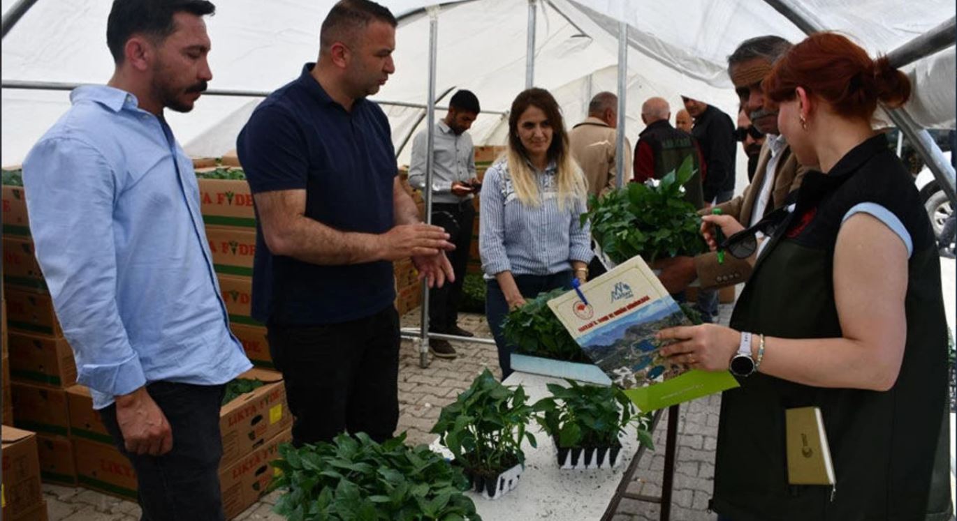 Hakkari’de Çiftçilere Sebze Fidesi Desteği Sürüyor