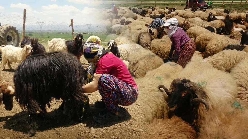 Yüksekova'da berivanların yayla mesaisi başladı
