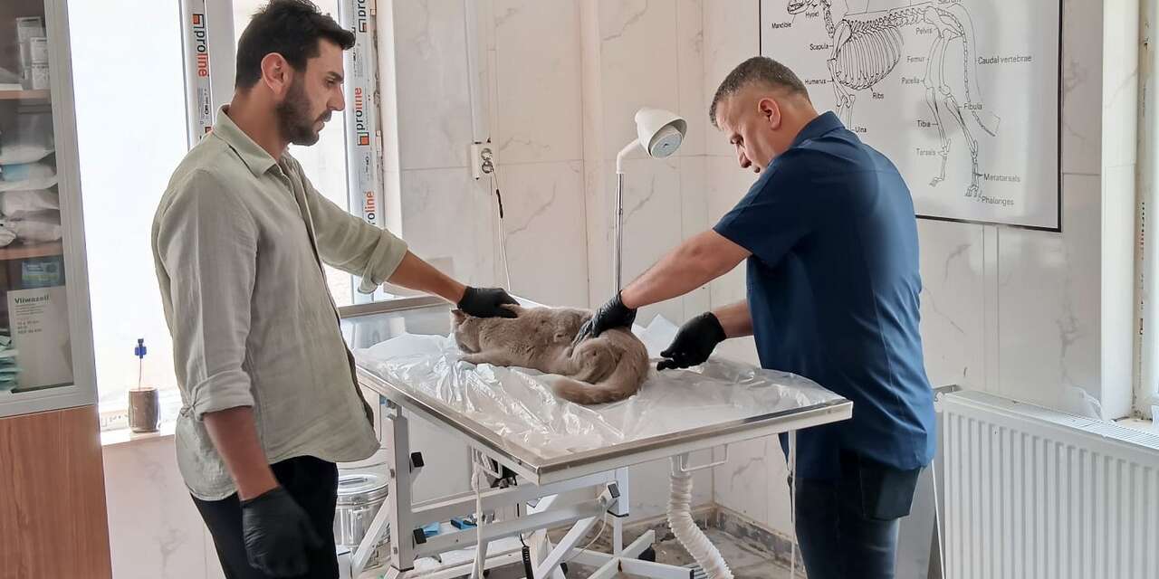 Hakkari Belediyesi’nden Sokak Kedilerine Şefkat Eli