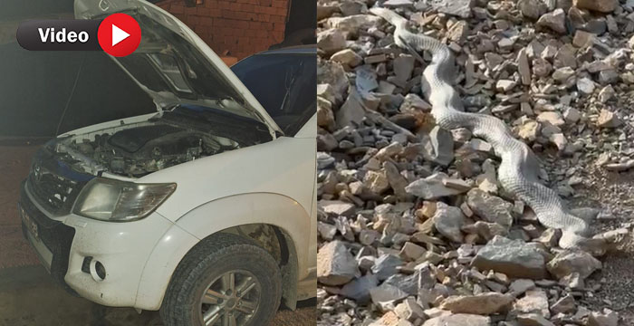 Hakkari’de Aracın Motoruna Giren Yılan Paniğe Neden Oldu