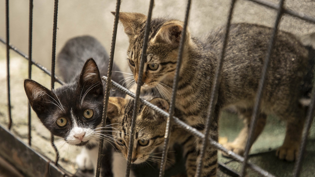 Kesilmek üzere toplanan 400 kedi kurtarıldı