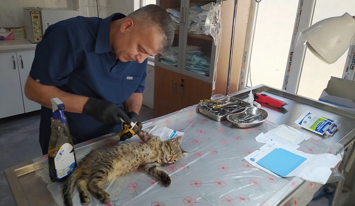 Çukurca’dan Getirilen Kedi Başarılı Ameliyatla Kurtarıldı