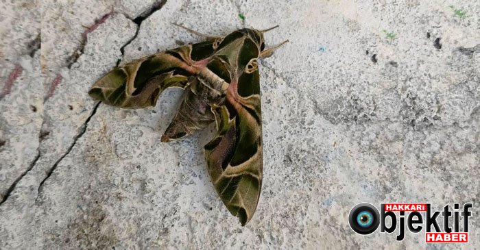 Hakkari'de Nadir Görülen Zakkum Atmaca Güvesi Görüntülendi