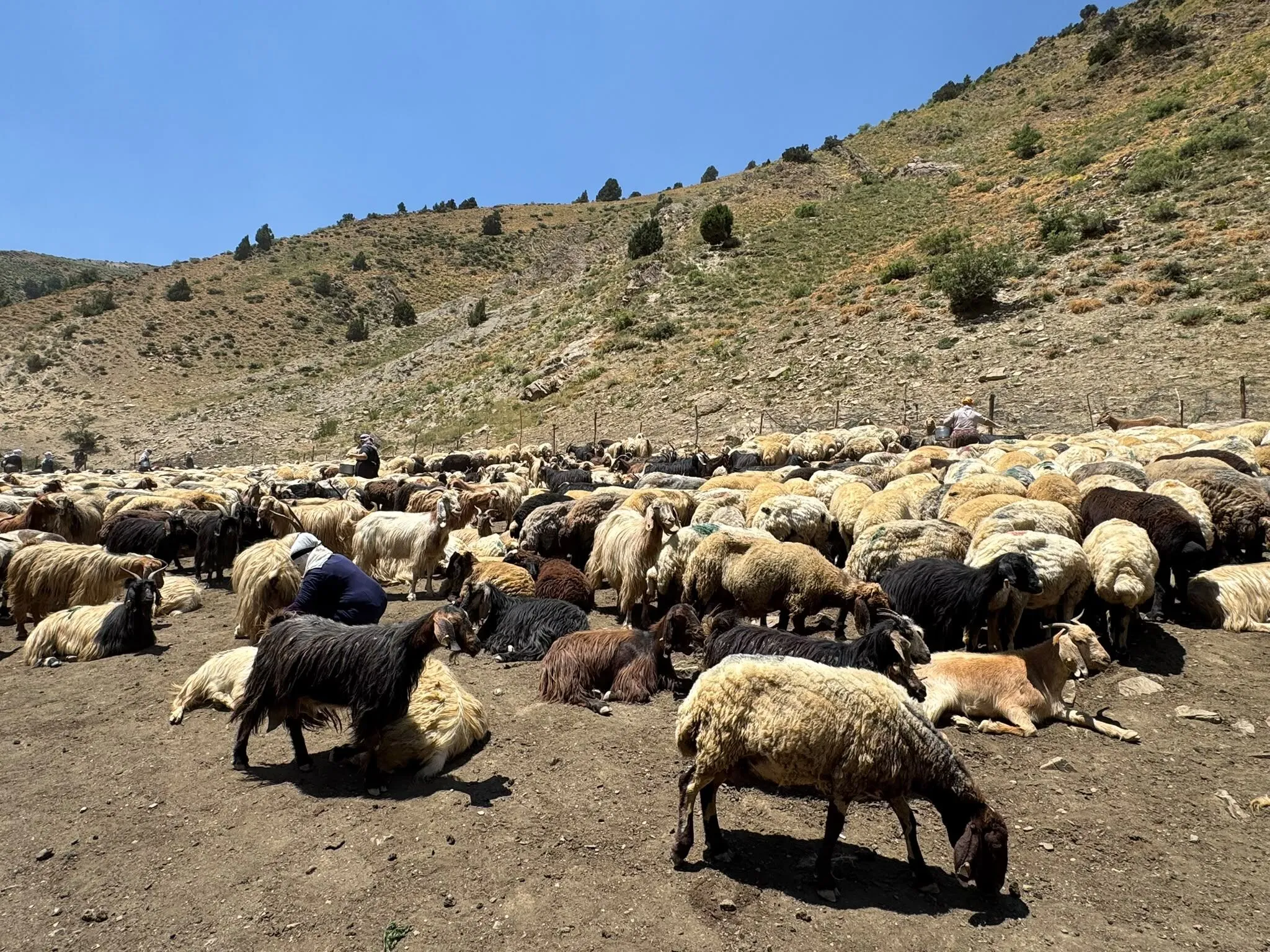 Yüksekova Ziraat Odası Başkanı Geçirgen: Berivanların sesi duyulsun