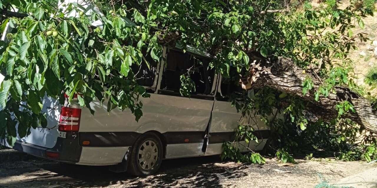 Çukurca’da ceviz ağacı aracın üzerine devrildi