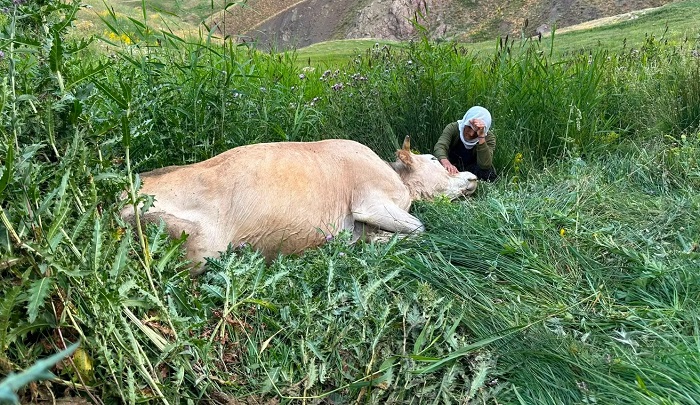 Hakkari'de Yürek Burkan Olay: Tek İnekleri Telef Oldu
