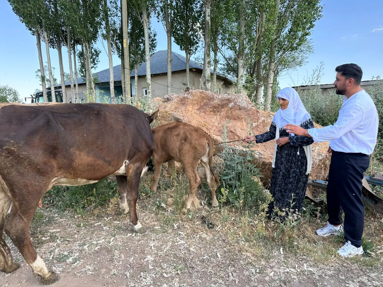 Hakkari'de mağdur ailenin yüzü güldü: 2 inek ve 2 buzağı hediye edildi