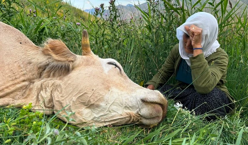 İneğini Kaybeden Yüksekovalı Aileye Yapılan Yardım Miktarı Belli Oldu!