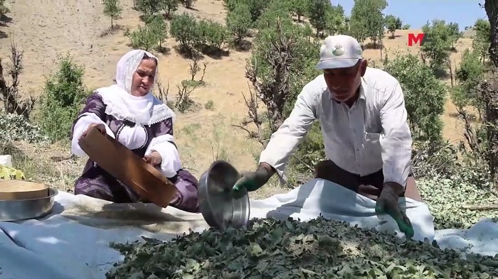 Yıllar sonra 'Gezu' bolluğu sevindirdi (VİDEO)