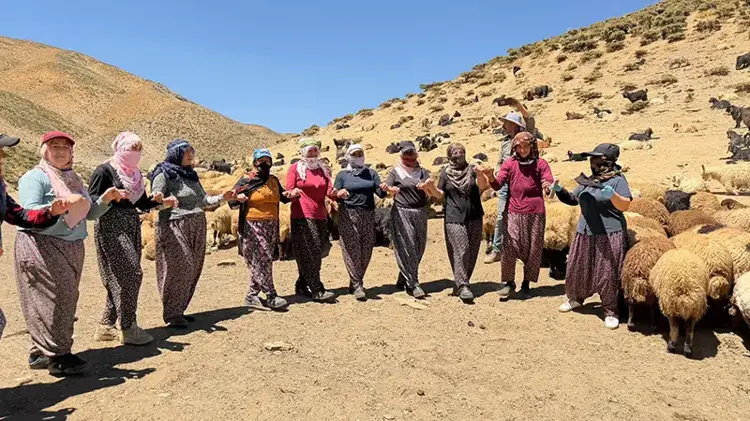 Hakkari'de Yaylada süt sağımı sonrası halay çekerek stres atıyorlar