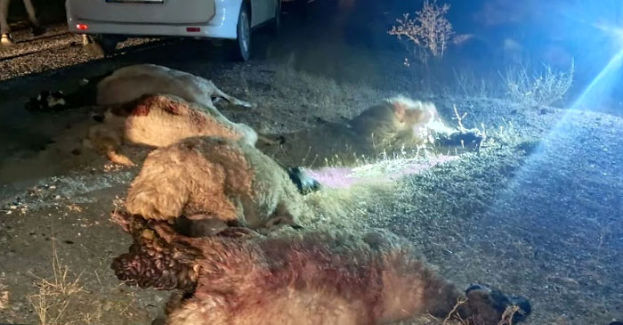 Hakkâri-Van yolunda feci kaza: Otomobil koyun sürüsüne daldı