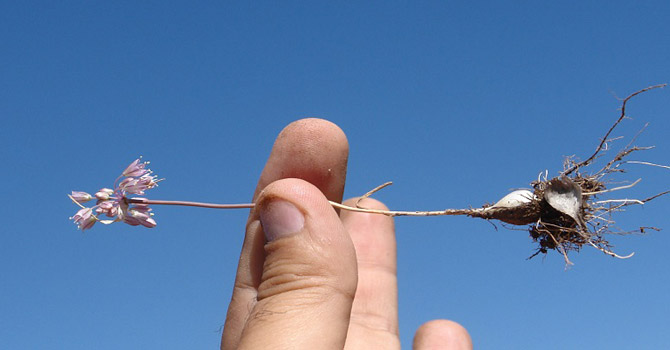 Pîvok bitkisi bilim dünyasına kazandırıldı