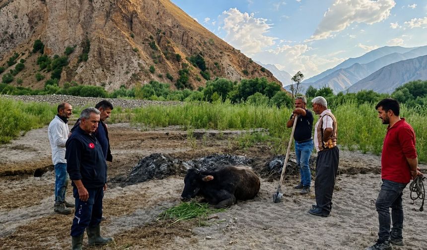 Hakkari-Van karayolunda bataklığa saplanan inek kurtarıldı
