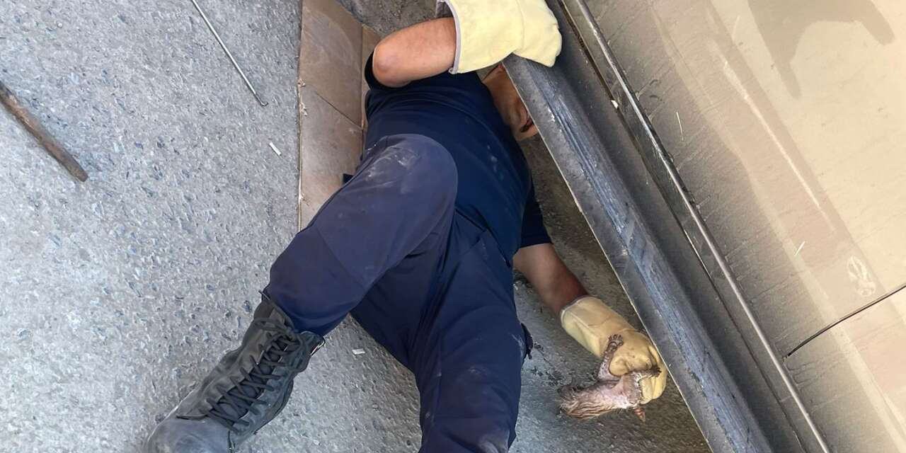 Hakkari’de aracın altına sıkışan yavru kedi kurtarıldı