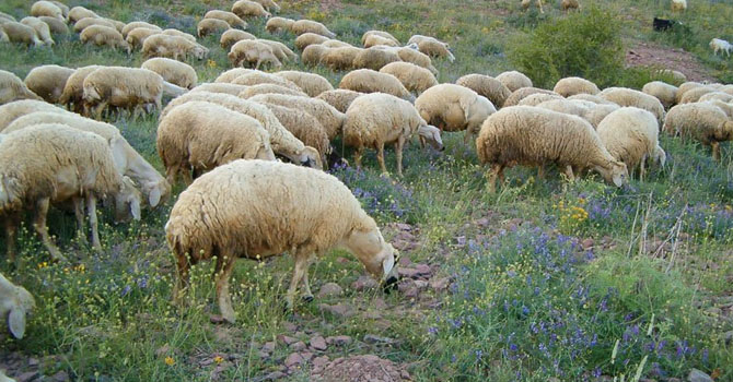 Çobanlarla çiftçiler arasında çatışma: 37 kişi hayatını kaybetti