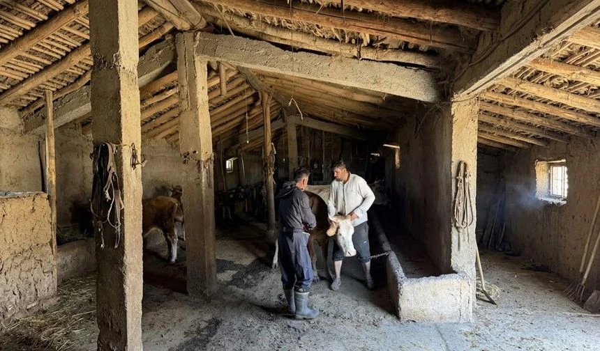 Hakkari'de Büyükbaş hayvanlara Brucella ve şap aşısı
