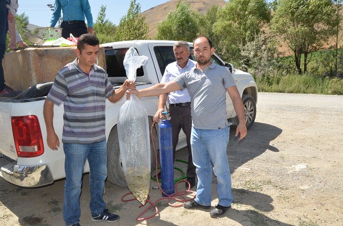 Hakkari’de Sülük Göletine 15 Bin Sazan Bırakıldı