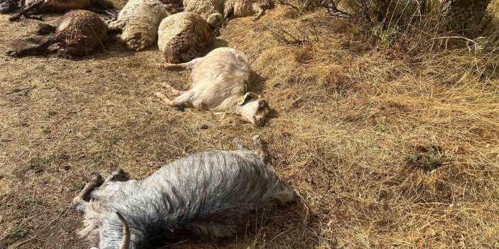 Hakkari’de yaylada faciadan dönüldü: Yıldırım sürüyü vurdu