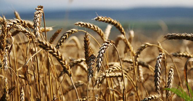 Türkiye, Avrupa’dan  230 bin ton buğday alacak