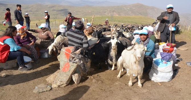Hakkari'de Üniversiteliler Berçelen Yaylası'ndaki Kış Hazırlığına Yardım Etti