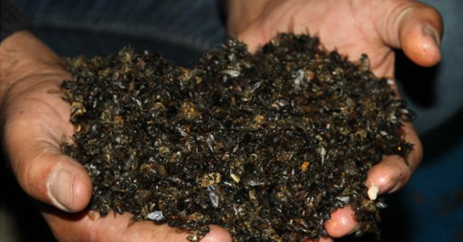 Ardahan'da 1 milyon arıyı tarım ilacı ile zehirlediler