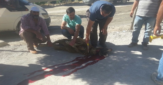 Hakkari’de Asfalt Çalışmamalarına Kurban Kesilerek Başlandı